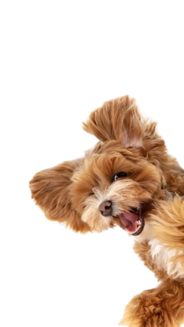 Dogs